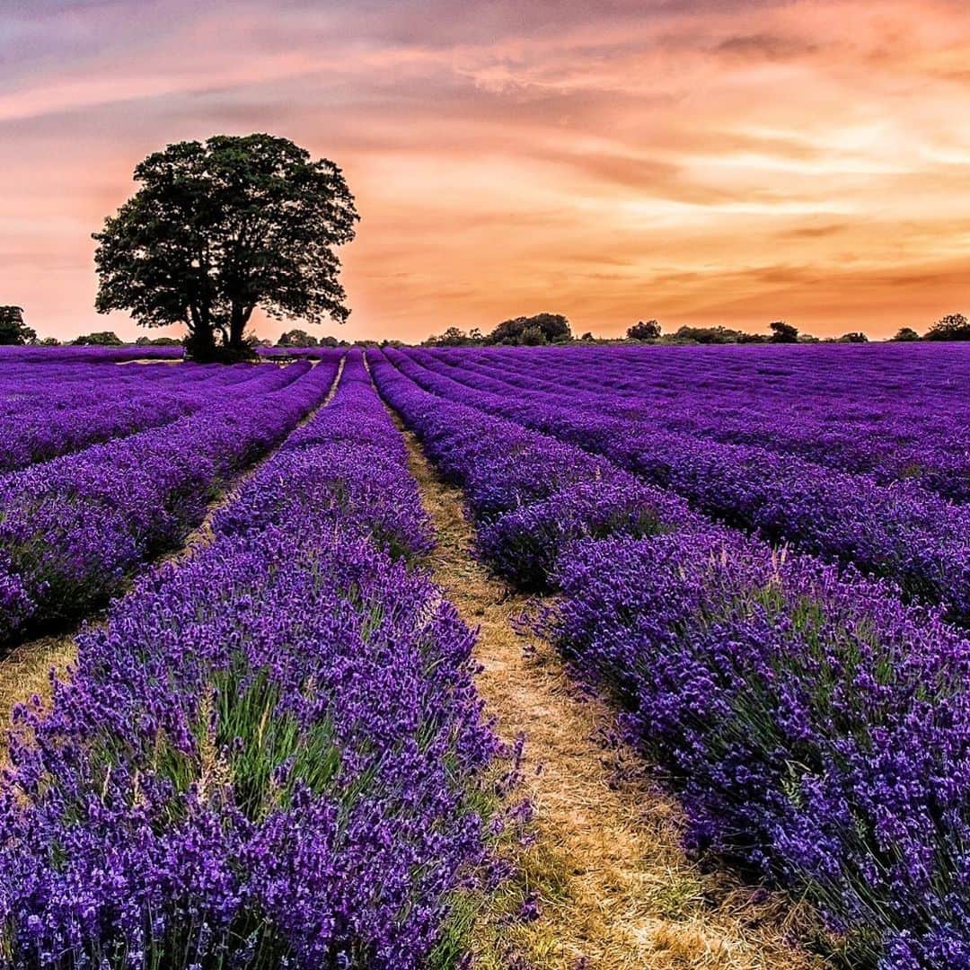 Lonely Planetのインスタグラム：「Yes, we just bombed your feed with gorgeous photos of lavender fields. No, we're not sorry. 💜 Tap the link in our bio to find out what to expect if you decide to make a day trip to one of these farms.」