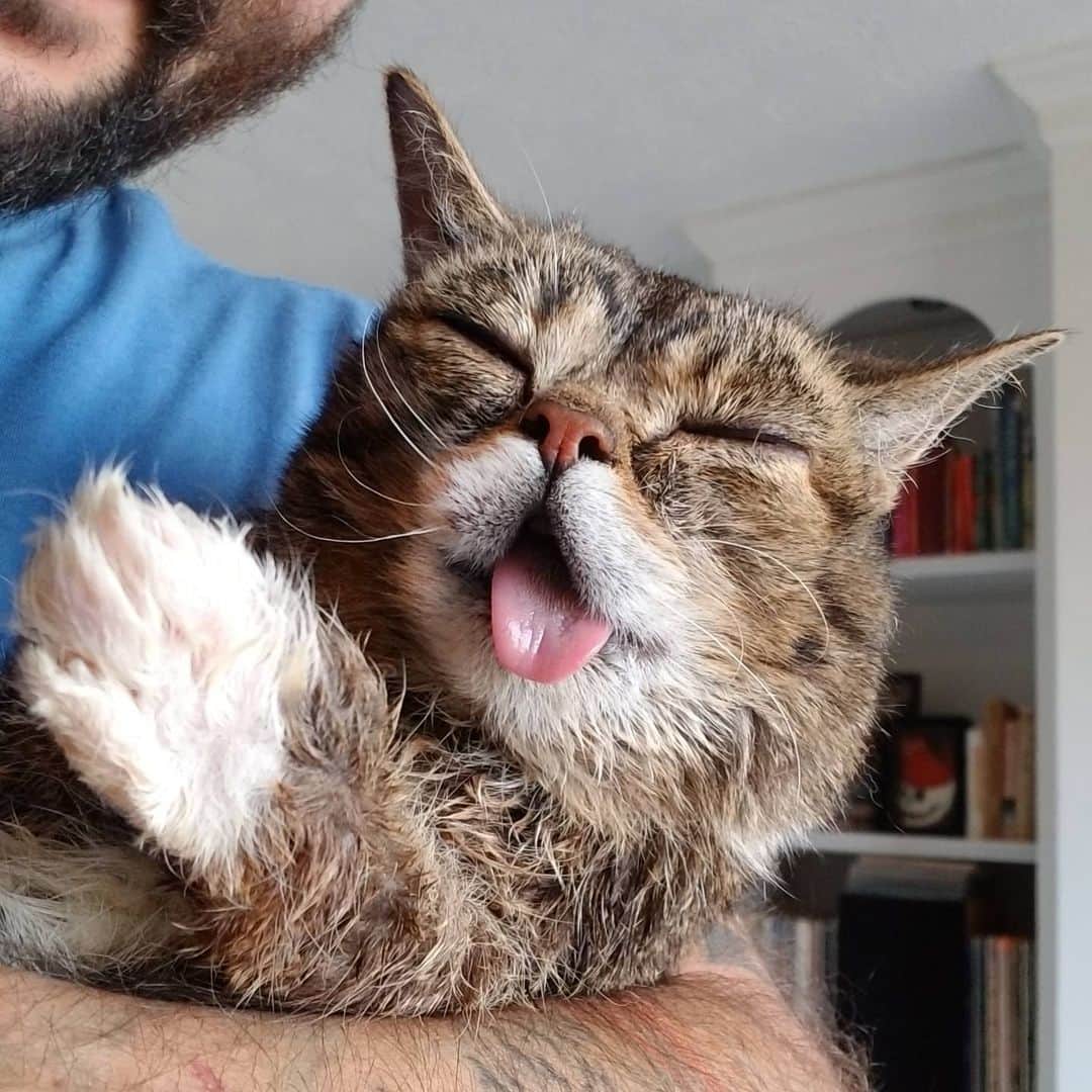 Lil BUBさんのインスタグラム写真 - (Lil BUBInstagram)「BUB was genuinely happy for all 8 years of her Earth life. Lots to learn from this lil hero. #bestjobbub #lilbub #bubforever」7月11日 3時53分 - iamlilbub