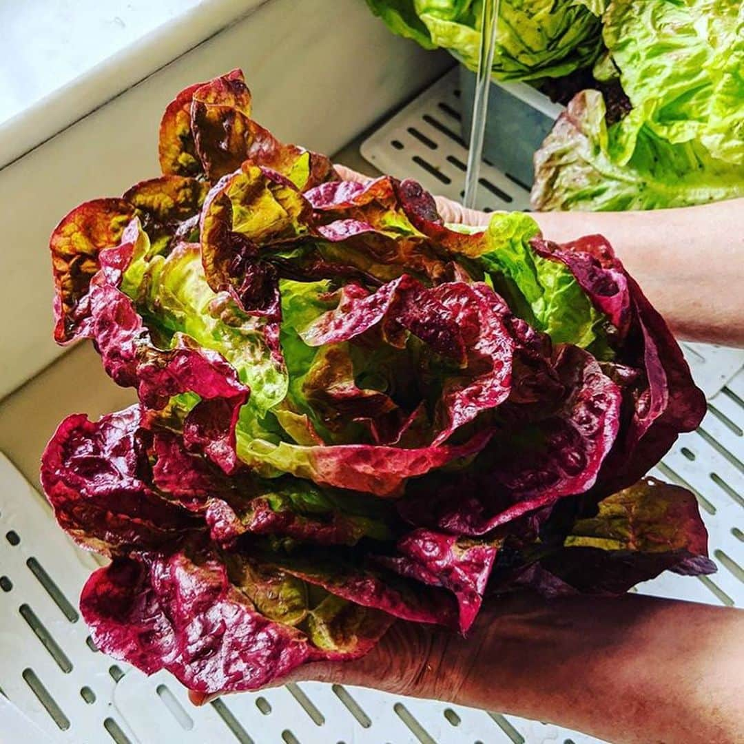 マーサ・スチュワートさんのインスタグラム写真 - (マーサ・スチュワートInstagram)「There’s fresh and then there’s straight-from-the-garden fresh. 🥬 @marthastewart48’s bounty from her vegetable garden includes vibrant lettuce that’s perfect for whipping up a refreshing salad. For a simple vinaigrette all you’ll need is good quality olive oil, rice wine vinegar, salt and pepper, and a pinch of sugar. #regram via @marthastewart48」7月11日 4時34分 - marthastewart