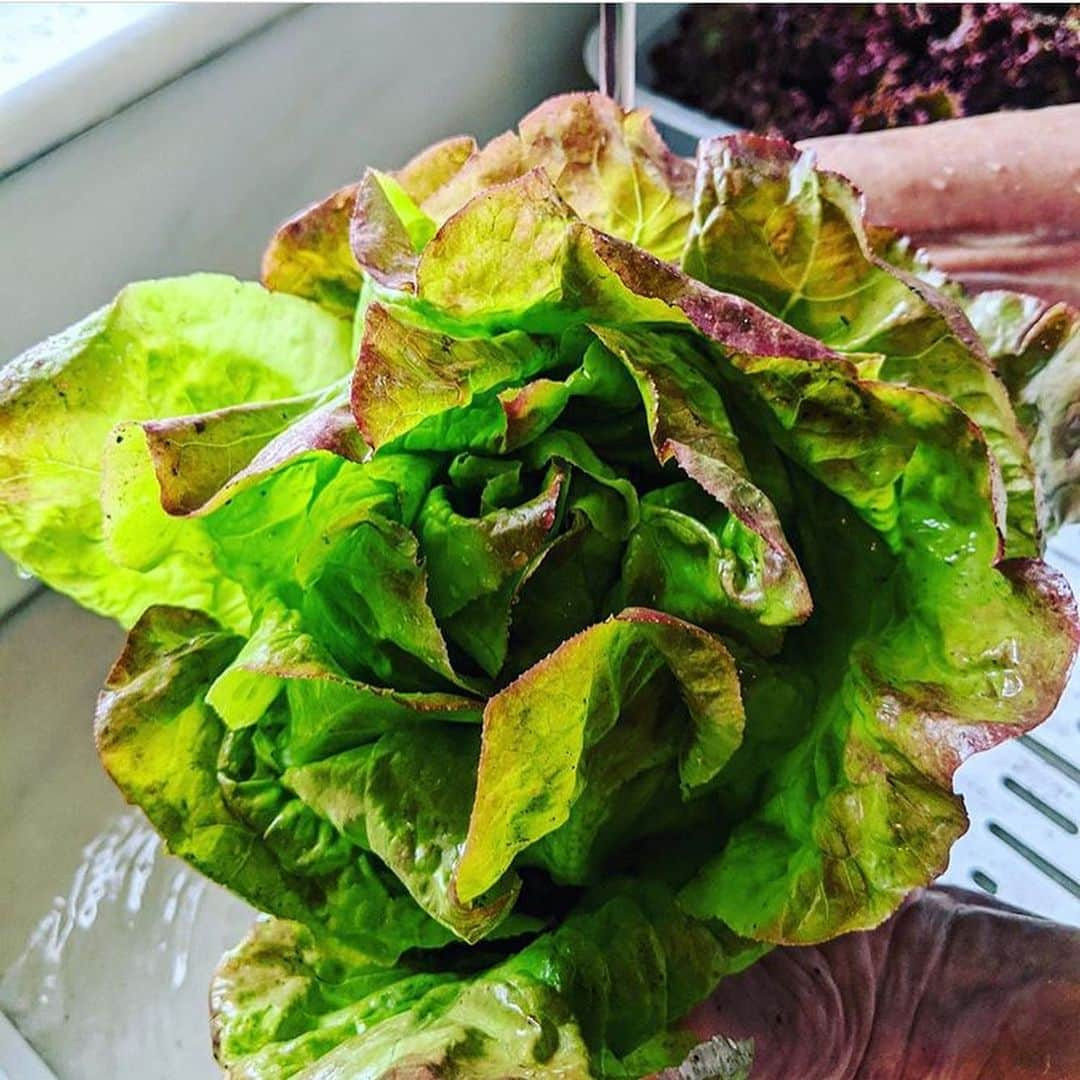 マーサ・スチュワートさんのインスタグラム写真 - (マーサ・スチュワートInstagram)「There’s fresh and then there’s straight-from-the-garden fresh. 🥬 @marthastewart48’s bounty from her vegetable garden includes vibrant lettuce that’s perfect for whipping up a refreshing salad. For a simple vinaigrette all you’ll need is good quality olive oil, rice wine vinegar, salt and pepper, and a pinch of sugar. #regram via @marthastewart48」7月11日 4時34分 - marthastewart