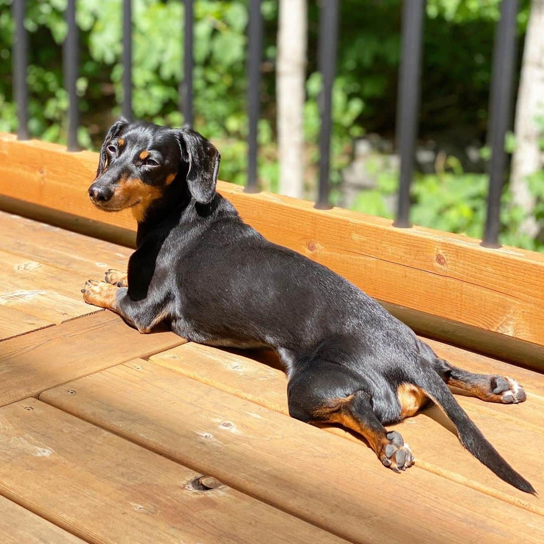 Crusoe the Celebrity Dachshundのインスタグラム：「“UPDATE: I am happy to report that (the two main) enzymes we’ve been worried about have finally dipped down a little! They are still high, but this is a much better trend! I know all your support, positive vibes, prayers, thoughts, and suggestions/ideas have played a part, so thank you. Now hoping things will continue to go this way🤞. Much love to my fans and doctors for caring so much about me ❤️” ~ Crusoe」