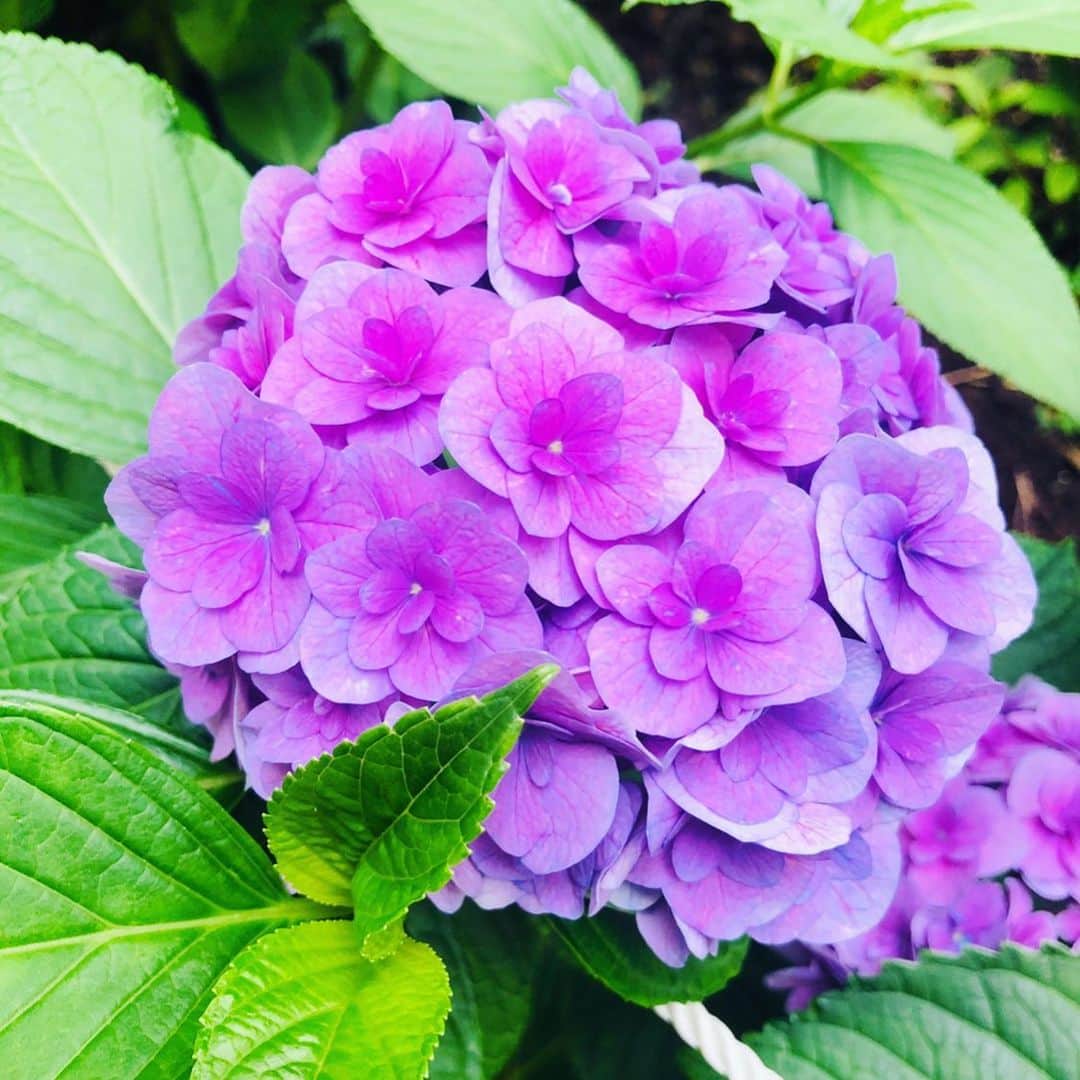 吉永愛さんのインスタグラム写真 - (吉永愛Instagram)「おはようございます☀ あまりにも綺麗な紫陽花だったので パチリ✨ 平和を願うばかりです😌 #紫陽花 #早くコロナが終息しますように  #早く平和な日常が戻りますように  #前を向いて頑張ろう」7月11日 10時59分 - a.i.yy