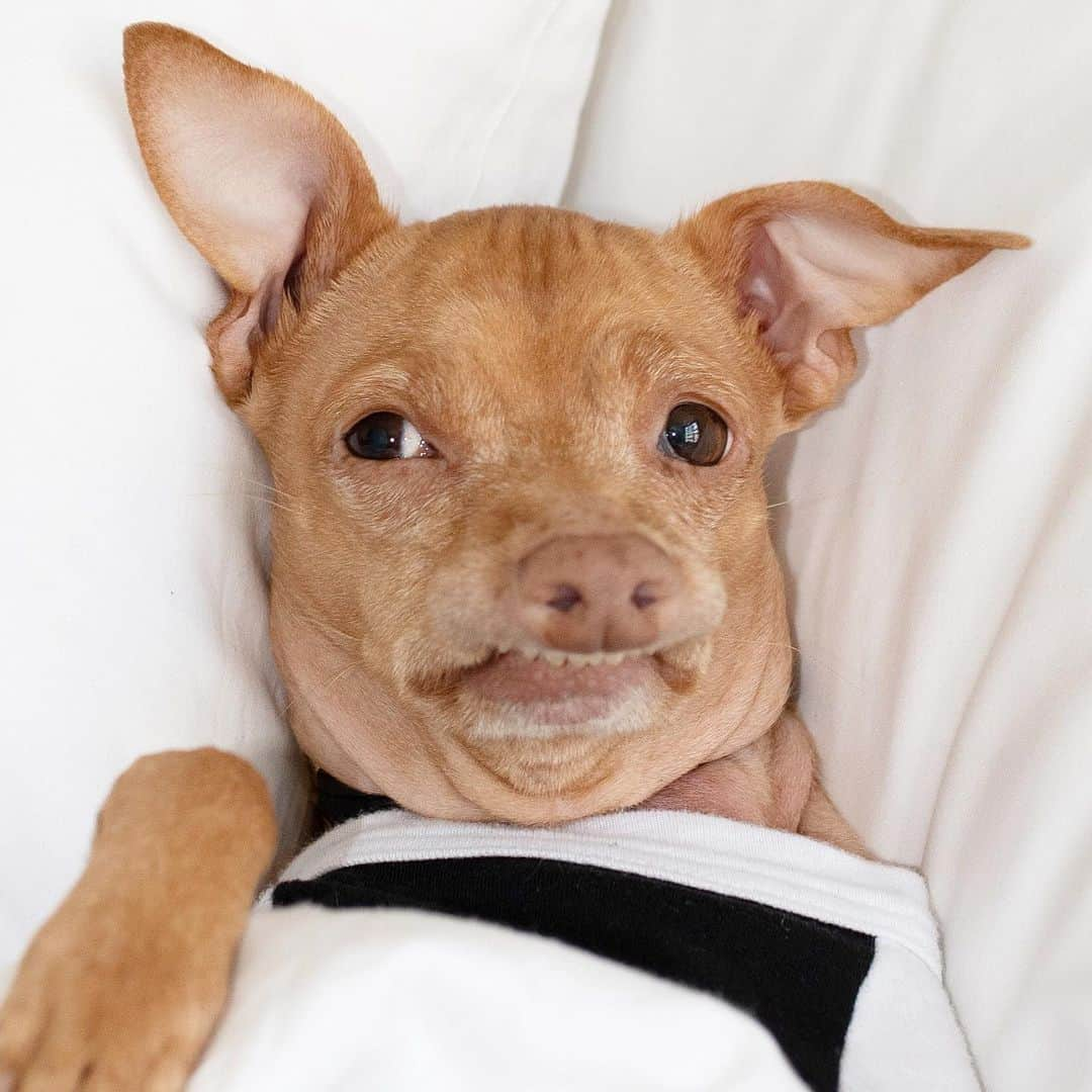 Tuna {breed:chiweenie} さんのインスタグラム写真 - (Tuna {breed:chiweenie} Instagram)「How is it even possible that his neck does this? Someone please explain the phenomenon. Check out his stories for more #shrivelneck deliciousness」7月11日 5時47分 - tunameltsmyheart