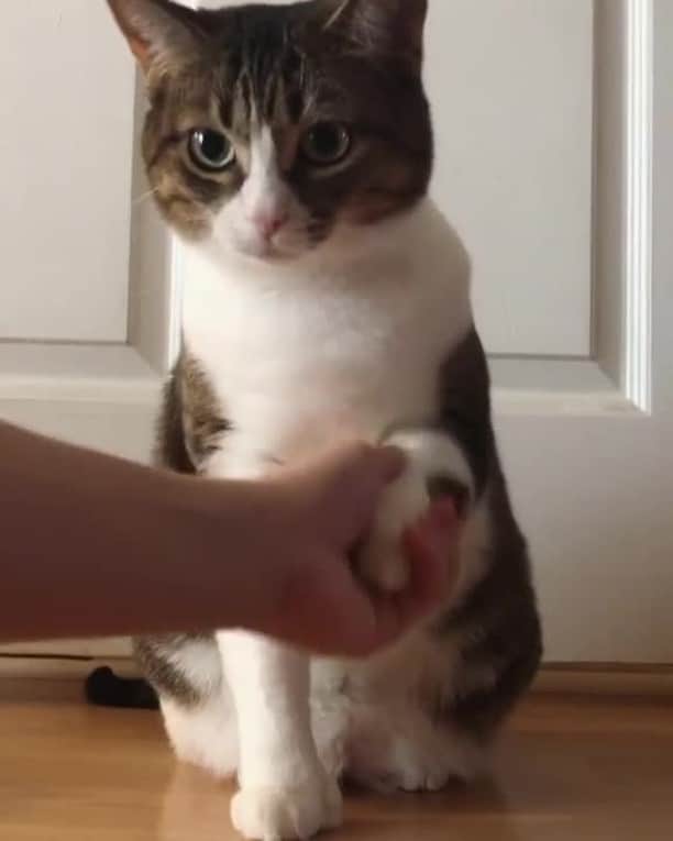 Aww Clubのインスタグラム