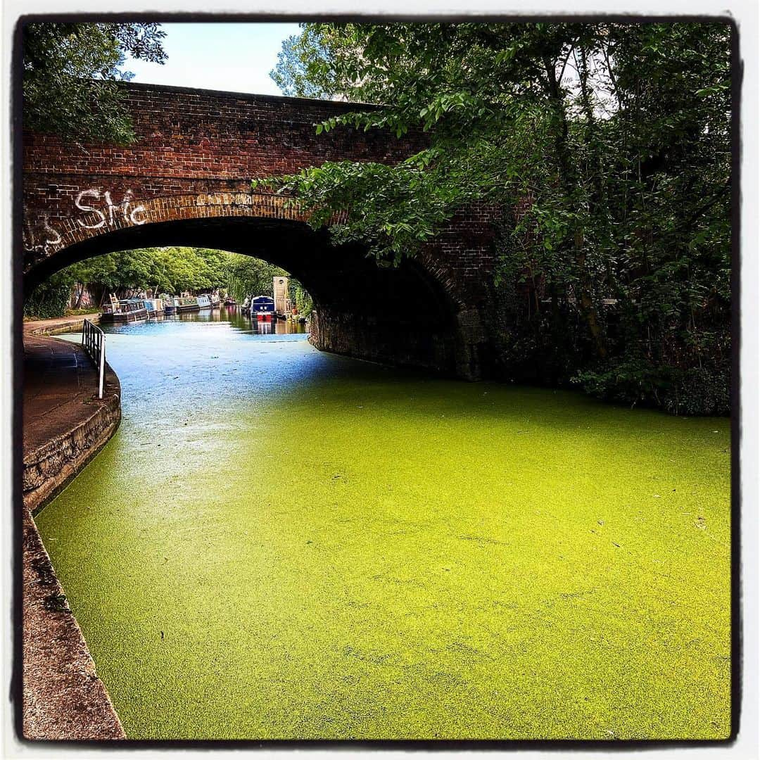 デビッド・モリシーさんのインスタグラム写真 - (デビッド・モリシーInstagram)「Green Day」7月11日 6時14分 - davidmorrissey