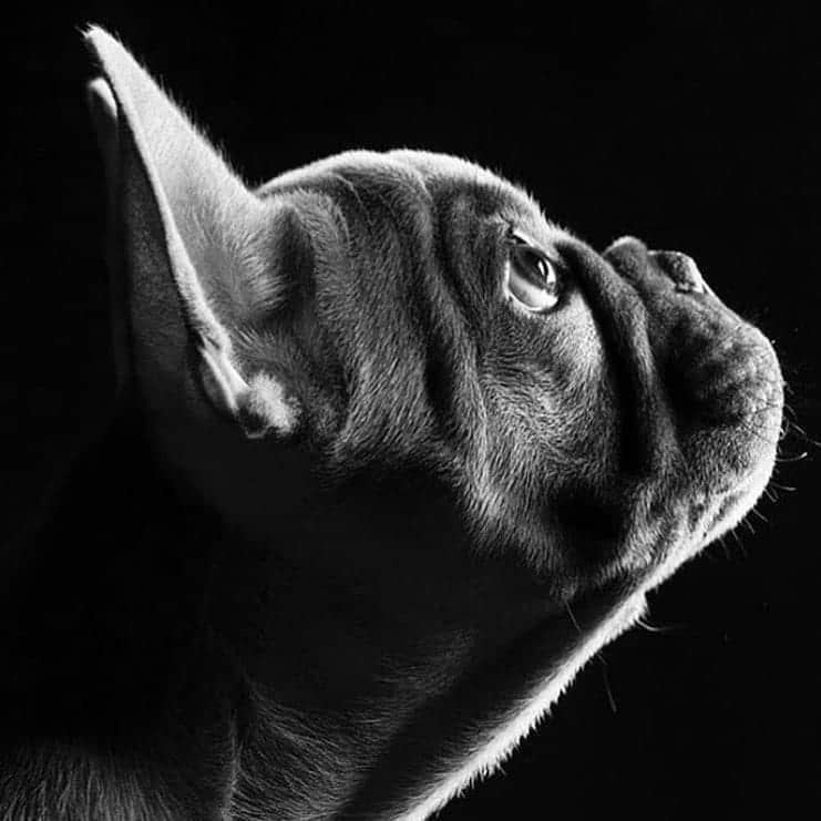 French Bulldogのインスタグラム