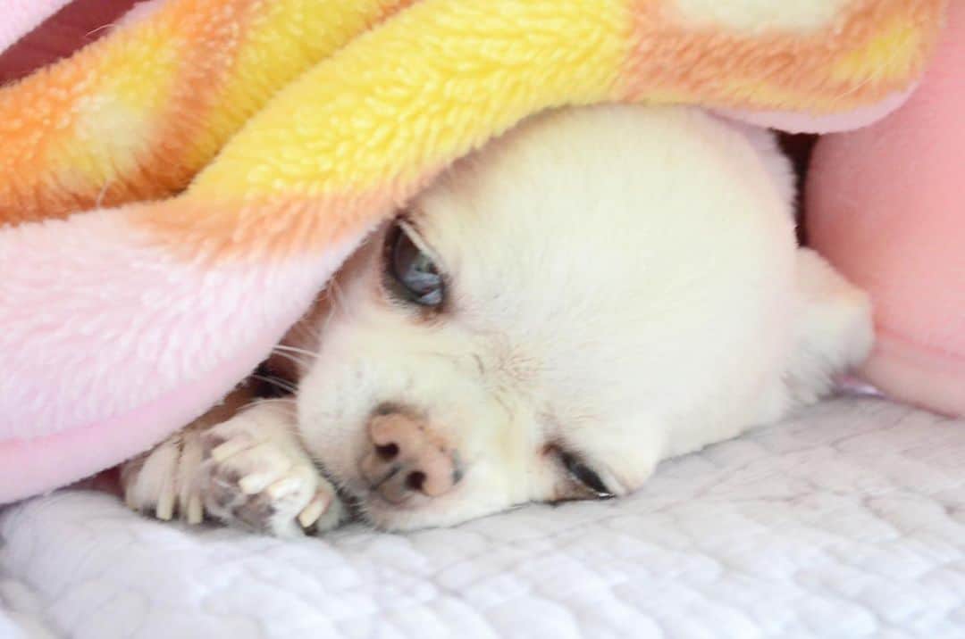 KORIKIのインスタグラム：「おはようございます♪ * #dogofsapporo #dog, #dogs, #dogstagram,#chihuahua,#犬バカ部,#チワワ,#koriki, #hanadog #白スムチ連合会, #スムチー,  #dogofthedayjp, #dogoftheday  #ilovemydog #instadog #instapet #WhiteChihuahua  #吉娃娃 #치와와  #dogsofinstagram #Chihuahualover  #ชิวาวา #チワワの輪 #barkbox #WhiteChihuahuaParty #もふもふモフモフ」