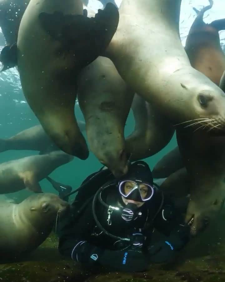 WildLifeのインスタグラム：「By @maxwelhohn What a wild day of diving with the Steller Sea Lions at Norris Rocks. Needless to say we were welcomed as underwater chew toys! #BigAnimalEncounters @krystaljanicki ⠀ ⁣⠀」