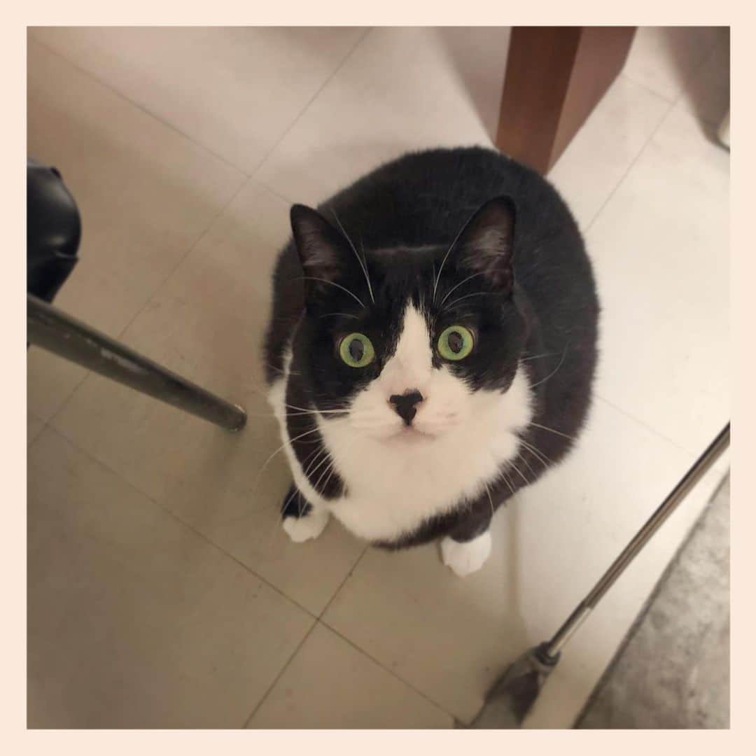 パンといっぴきのインスタグラム：「#元保護猫 #ハチワレ #白黒猫 #blackandwhitecat #tuxedocat」
