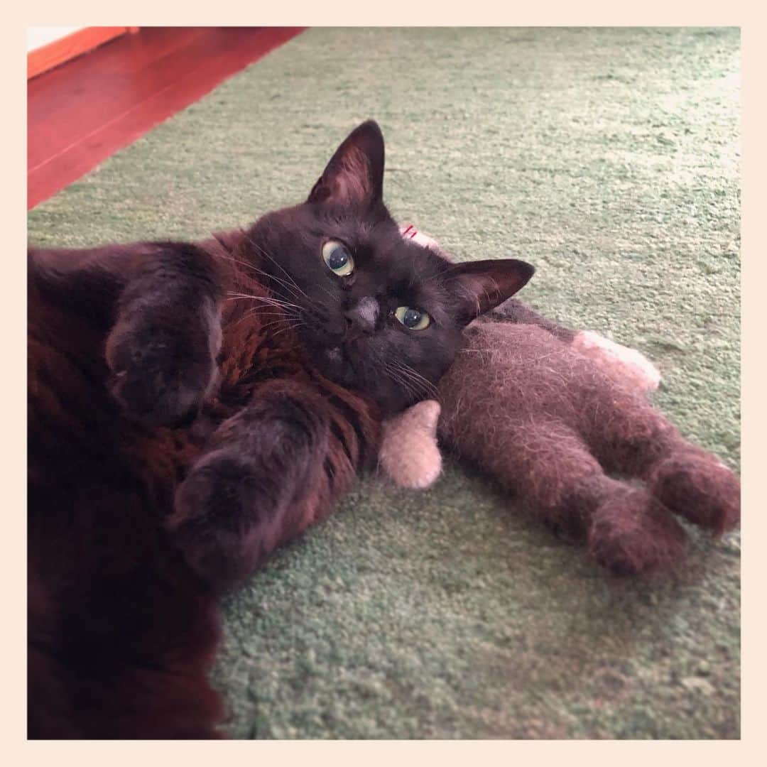 パンといっぴきのインスタグラム：「#元野良猫 #黒猫 #blackcat」