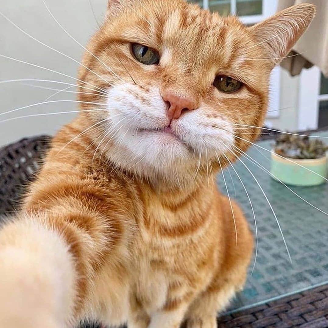 Cute Pets Dogs Catsさんのインスタグラム写真 - (Cute Pets Dogs CatsInstagram)「Selfie time 📷 😺 📩 Submit your cat's photo to our contest email to be featured💕 ⠀⠀⠀⠀⠀⠀⠀⠀⠀ Notification ON 💙 #kittens_of_world and follow us to be featured 😸  #kitty #cats #kitten #kittens #kedi #katze #แมว #猫 #ねこ #ネコ #貓 #고양이 #Кот #котэ #котик #кошка#cutecats #meow #kittycat #catinstagram #catsclub #cats_of_instagram #kitty #ilovemycat #caturday #catsofig #thedailykitten #bestmeow #excellent_cats」7月11日 7時33分 - dailycatclub