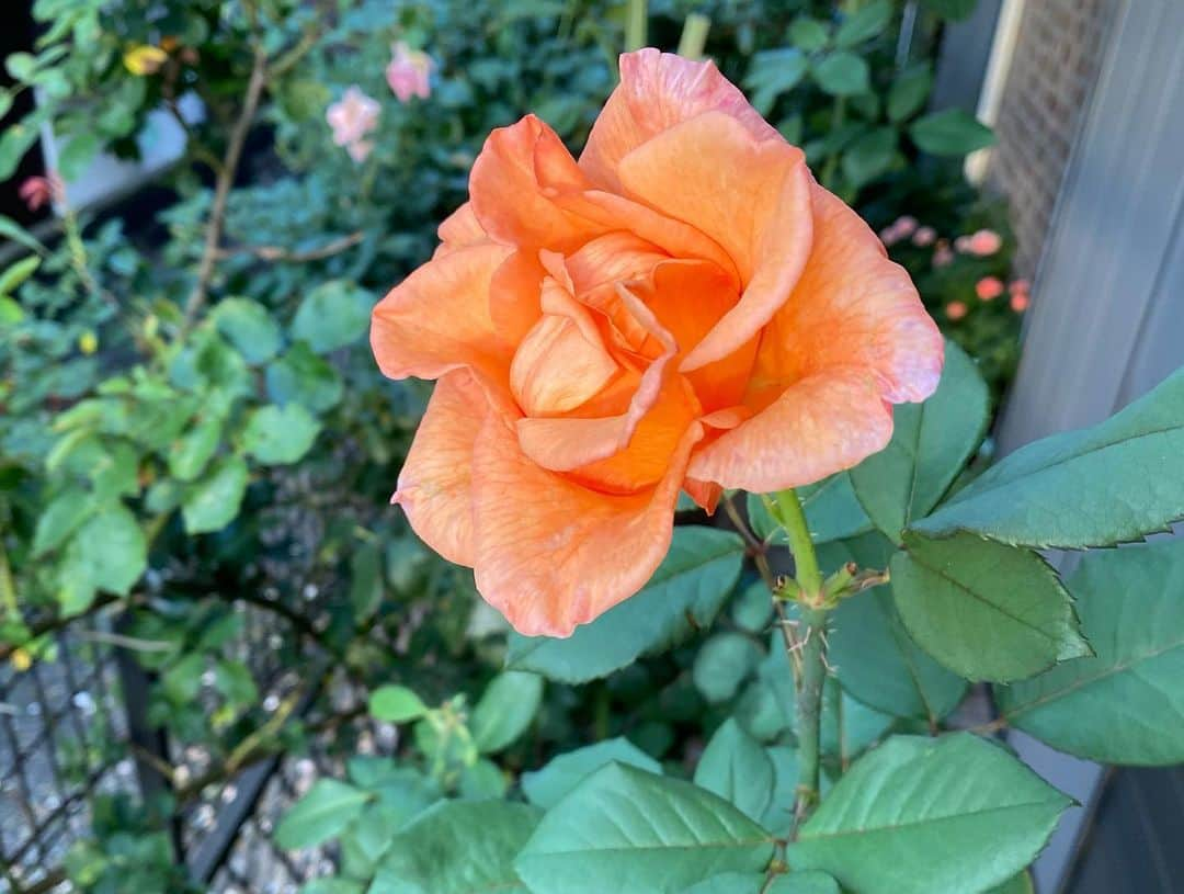 岡部晴彦さんのインスタグラム写真 - (岡部晴彦Instagram)「‪#バラ日記 #roses‬ ‪73日目　早朝‬  ロイヤルサンセット  ピエールドロンサール アルティシモ シャルルドゴール ラプソディインブルー イングリッドバーグマン チアガール バレリーナ ジャンヌダルク アンナプルナ  ‪夜明け、一瞬の陽光を逃さず‬ ‪#roses🌹 #rosestagram #rose‬」7月11日 7時55分 - hal_96