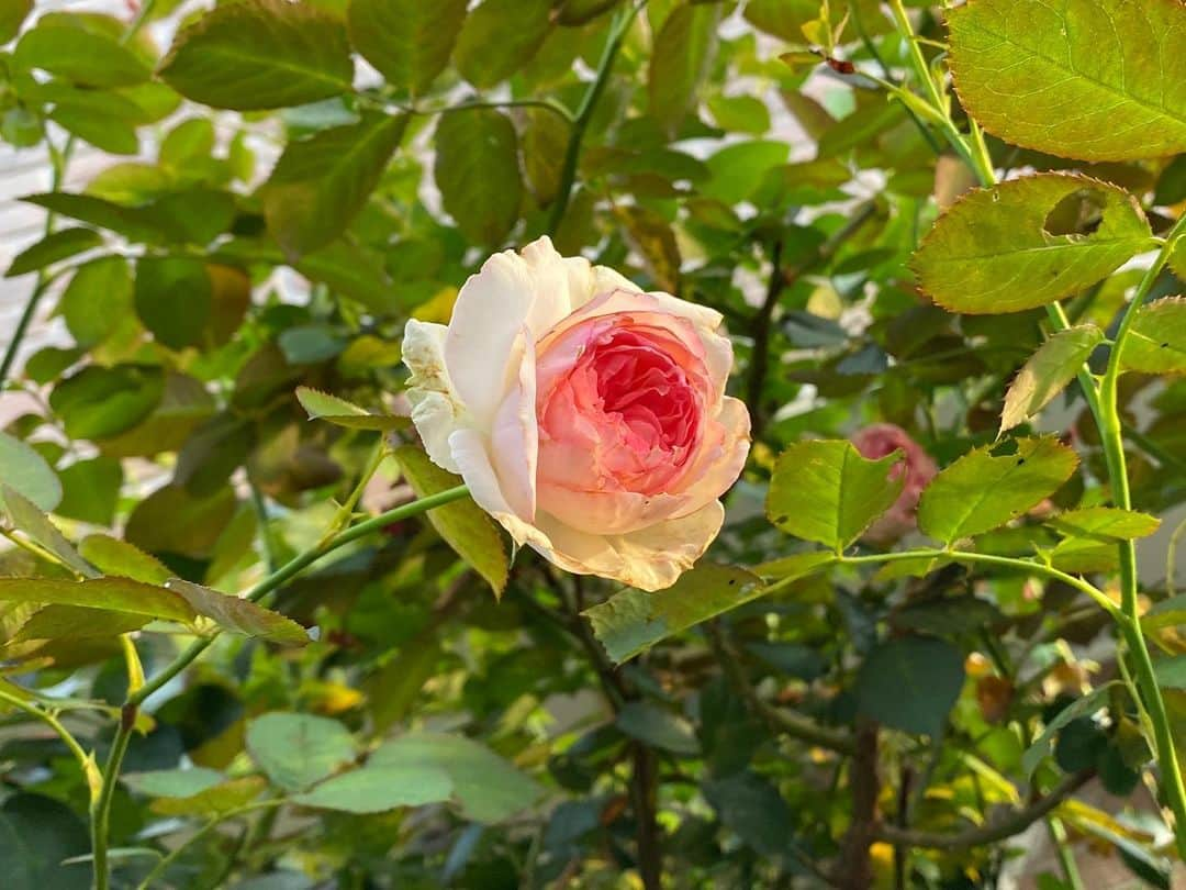 岡部晴彦さんのインスタグラム写真 - (岡部晴彦Instagram)「‪#バラ日記 #roses‬ ‪73日目　早朝‬  ロイヤルサンセット  ピエールドロンサール アルティシモ シャルルドゴール ラプソディインブルー イングリッドバーグマン チアガール バレリーナ ジャンヌダルク アンナプルナ  ‪夜明け、一瞬の陽光を逃さず‬ ‪#roses🌹 #rosestagram #rose‬」7月11日 7時55分 - hal_96