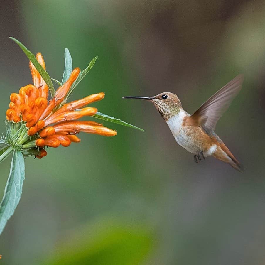 San Diego Zooさんのインスタグラム写真 - (San Diego ZooInstagram)「Flittering into your feed with four fun hummingbird facts.  1) The green violet-ear #hummingbird can fly up to 93 mph for short distances.  2) Hummingbirds are the only birds that can fly backward.  3) The average hummingbird eats half its weight in sugar every day.  4) It’s estimated that the average hummingbird needs a meal every 15 minutes.  #birdstagram #birdsofinstagram #sandiegozoo #savingspecies」7月11日 8時02分 - sandiegozoo