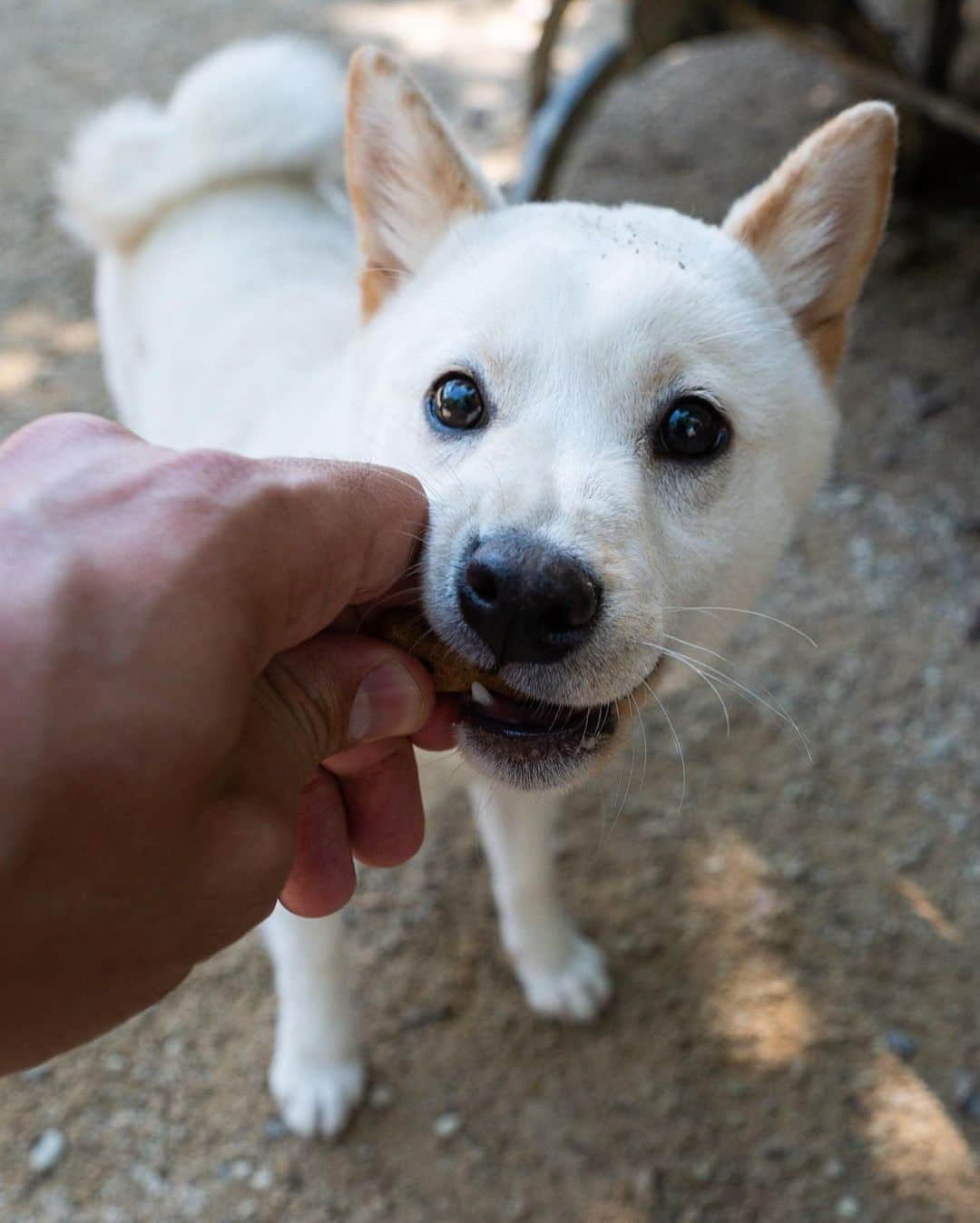 The Dogistさんのインスタグラム写真 - (The DogistInstagram)「Bella, Shiba Inu (5 m/o), Washington Square Park, New York, NY • “She runs in circles when she needs to go potty.”」7月11日 8時13分 - thedogist