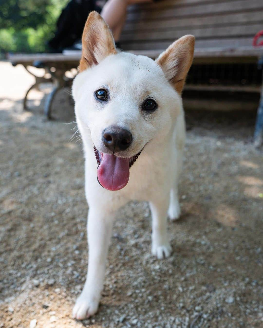 The Dogistさんのインスタグラム写真 - (The DogistInstagram)「Bella, Shiba Inu (5 m/o), Washington Square Park, New York, NY • “She runs in circles when she needs to go potty.”」7月11日 8時13分 - thedogist