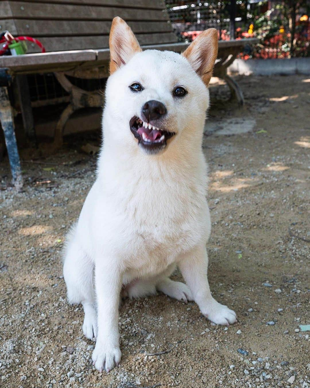 The Dogistさんのインスタグラム写真 - (The DogistInstagram)「Bella, Shiba Inu (5 m/o), Washington Square Park, New York, NY • “She runs in circles when she needs to go potty.”」7月11日 8時13分 - thedogist