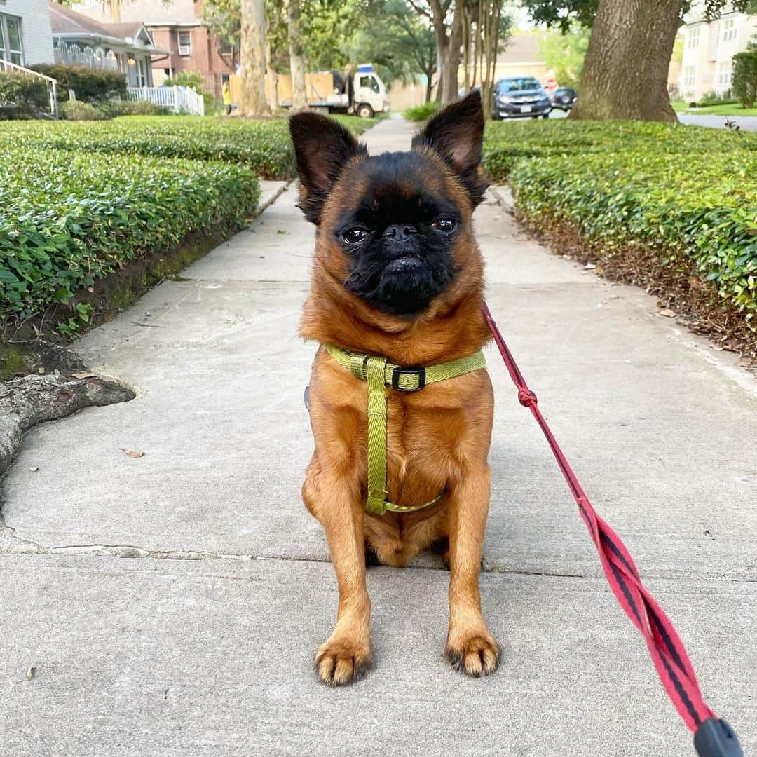 BING & WALTERさんのインスタグラム写真 - (BING & WALTERInstagram)「A Texas heatwave means you sweat from places you never knew you could sweat from 🥴 #stayinginside」7月11日 9時03分 - bingandwalter