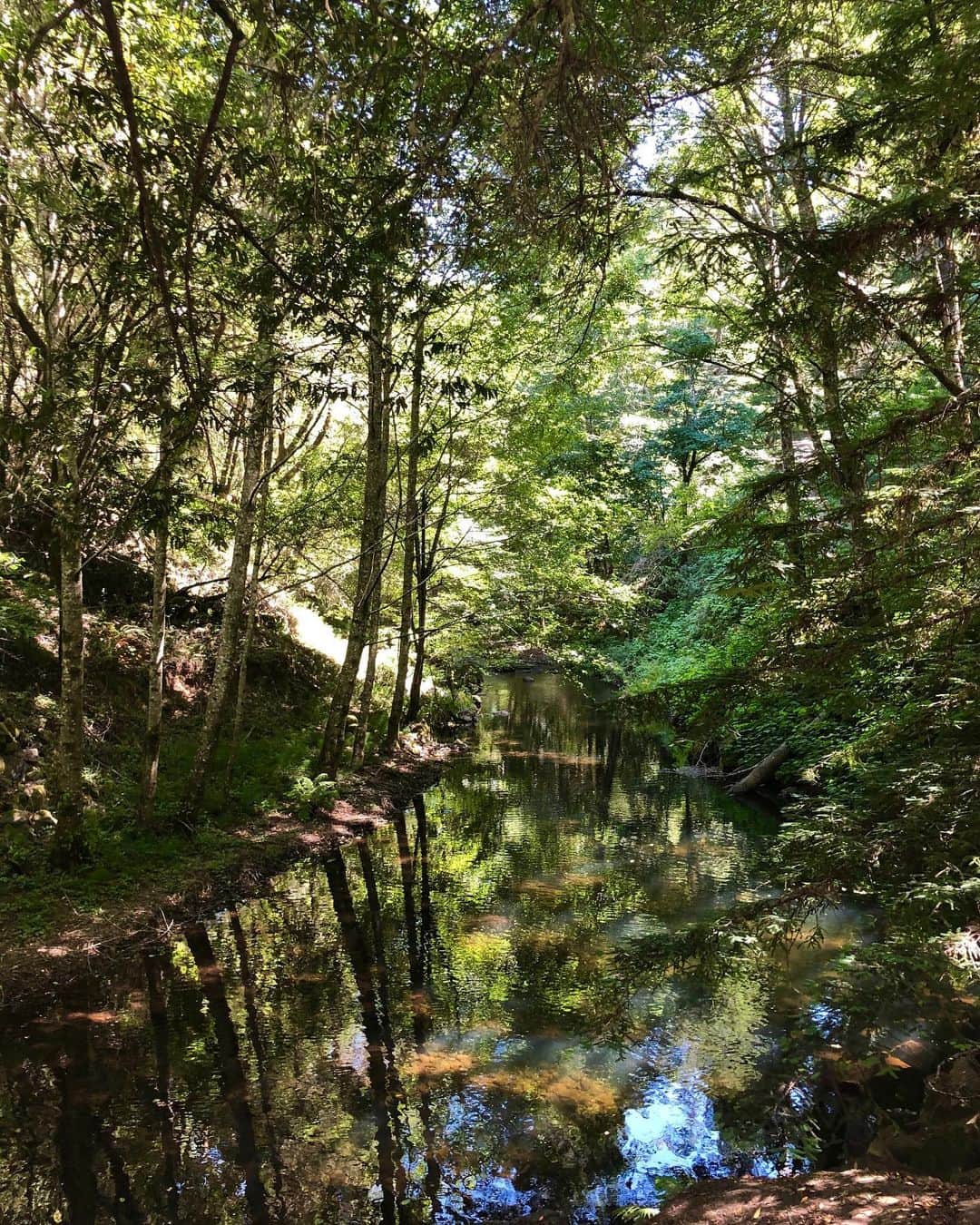 アナベル・ウォーリスのインスタグラム：「Majestic Redwood forests #california」