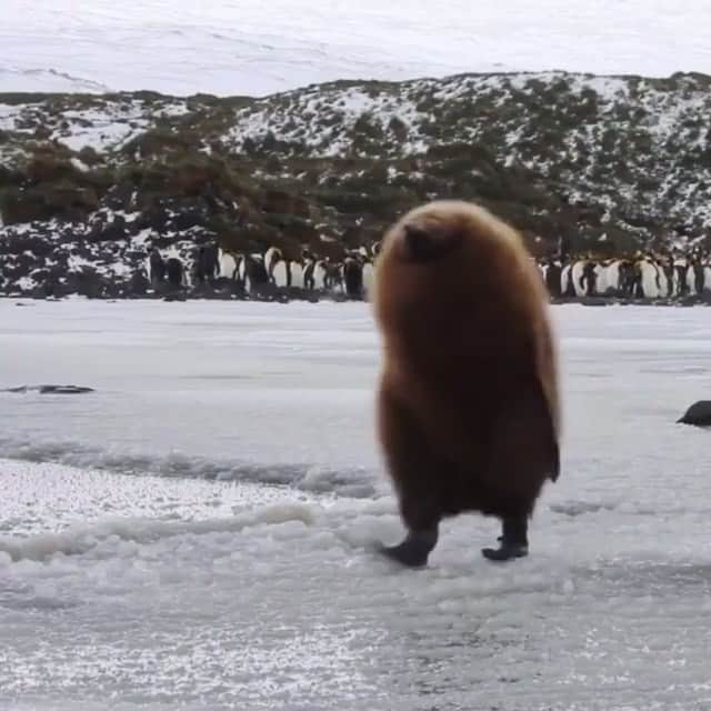 animals.coのインスタグラム：「How cute is this King Penguin? 🐧  Video by @ottowhitehead」