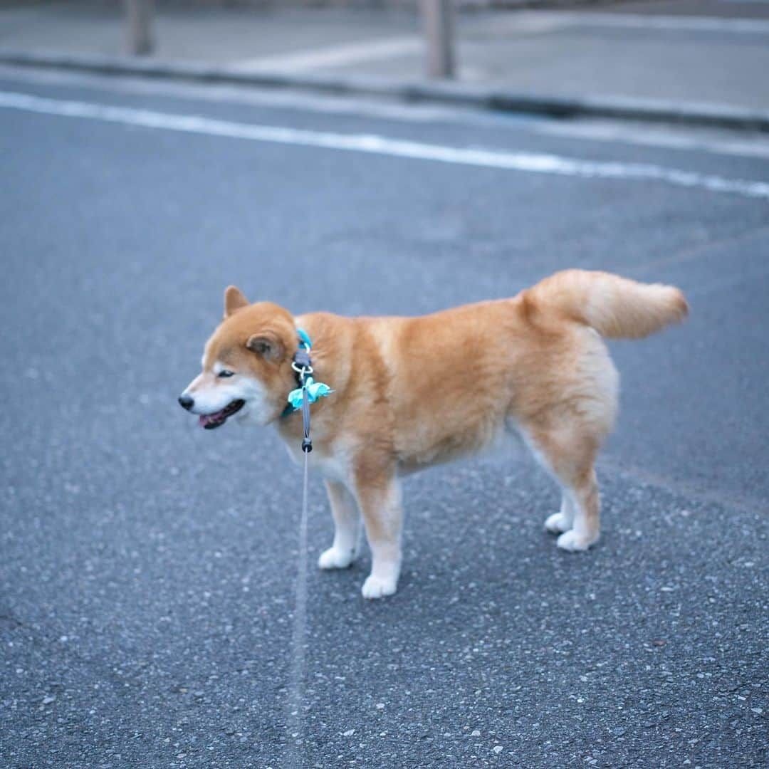 まる（まるたろう）さんのインスタグラム写真 - (まる（まるたろう）Instagram)「Which way should I take?✨🐶🙄✨どっちに行こうかな〜 #シッポの方向で決めようか #犬が西向けば尾は東って言うけど #本当にそうかな🥴 #ねぇどう思う❓」7月11日 19時08分 - marutaro