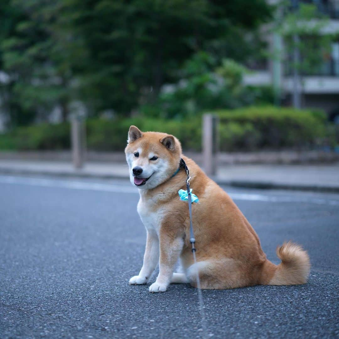 まる（まるたろう）さんのインスタグラム写真 - (まる（まるたろう）Instagram)「Which way should I take?✨🐶🙄✨どっちに行こうかな〜 #シッポの方向で決めようか #犬が西向けば尾は東って言うけど #本当にそうかな🥴 #ねぇどう思う❓」7月11日 19時08分 - marutaro