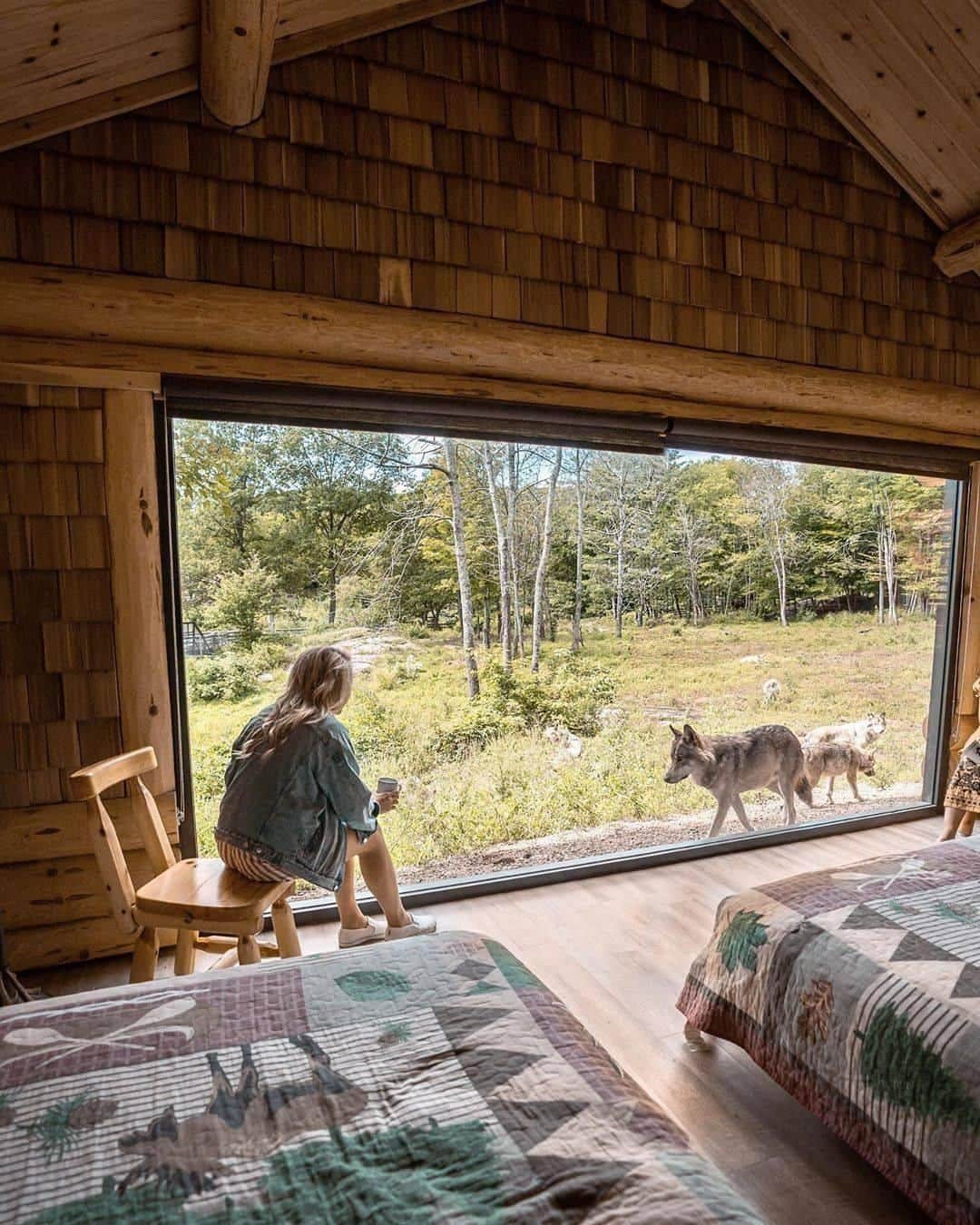 Discover Earthさんのインスタグラム写真 - (Discover EarthInstagram)「The wolf cabins at @parcomega, a place where you can sleep while a pack of wolves roam outside 6 feet away. Tag a friend who'd love this! 🇨🇦 #discovercanada with @braedin  - #wolf #cabin #adventure #wolves #roomwithaview」7月11日 19時17分 - discoverearth