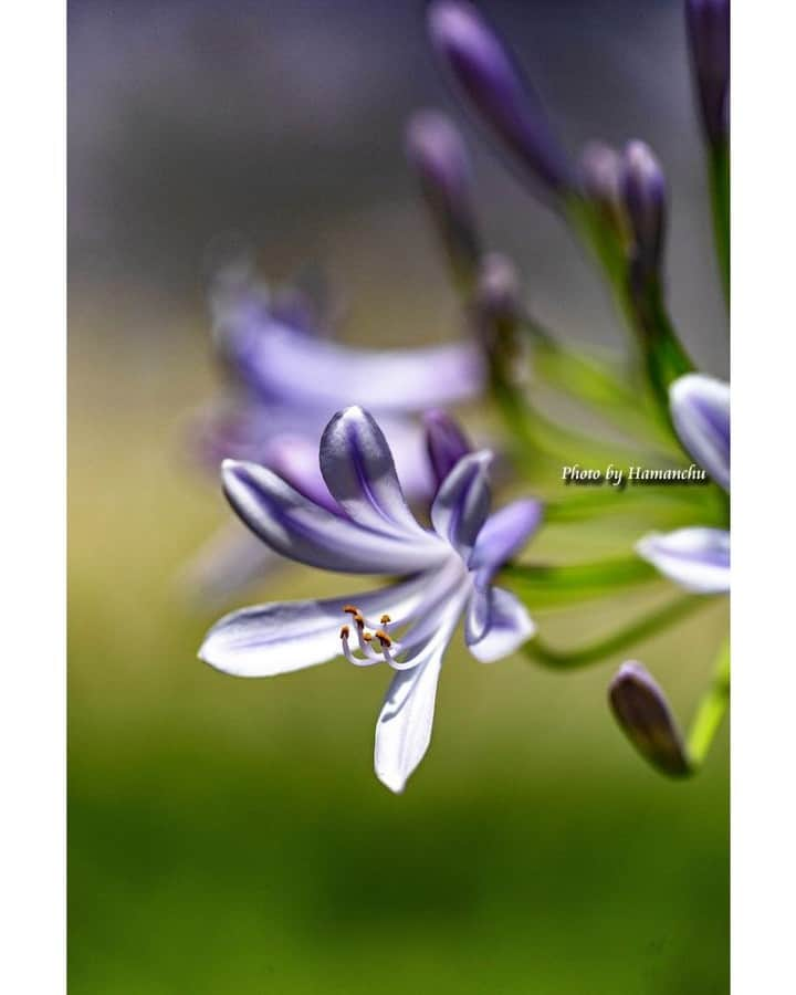 花の写真館さんのインスタグラム写真 - (花の写真館Instagram)「Photo by 雨宮 濱人.⠀ .⠀ Original Post[投稿いただいたURL]⠀ https://www.facebook.com/photo.php?fbid=1576949195769521⠀ .⠀ 本アカウントは、 #私の花の写真 をつけてInstagramに投稿された皆さまの花の写真や、「花の写真館」Facebookページで投稿された花の写真を紹介します。⠀ 「花の写真館」Facebookページは、「 @floral.photograph 」のプロフィールにあるURLからご覧ください。⠀ .⠀ ※各自、政府、自治体など公的機関の指示に従った行動をお願いします。⠀⠀ 東京カメラ部および分室では、写真を「見る楽しみ」を提供することを通して、微力ながら皆様にわずかな時間でも癒しをお届けしたいと思っております。⠀ ※本アカウントは東京カメラ部がFacebook、Instagramのサービスを利用して運営しているもので、Facebook社・Instagramとは一切関係ありません。⠀ .⠀ #花の写真館 #floralphotograph #floralphoto #flower #flowers⠀ Follow: @floral.photograph」7月11日 19時30分 - floral.photograph