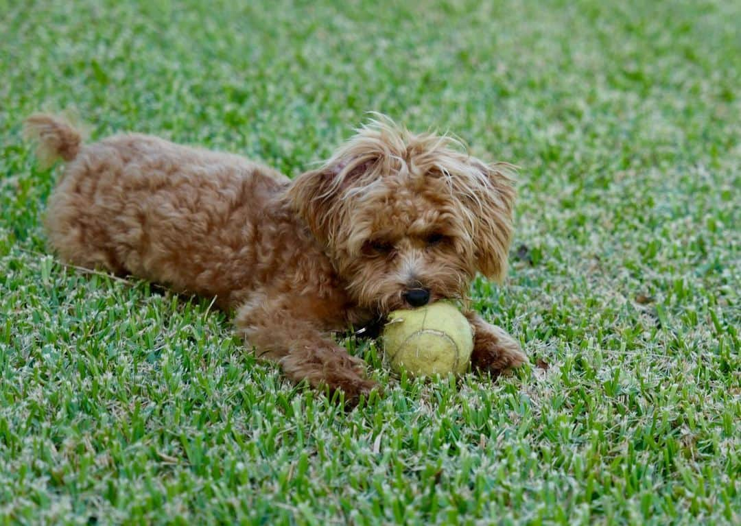 キャサリン・ゼタ・ジョーンズさんのインスタグラム写真 - (キャサリン・ゼタ・ジョーンズInstagram)「Center Court. Wimbledon. 2020.」7月11日 19時24分 - catherinezetajones