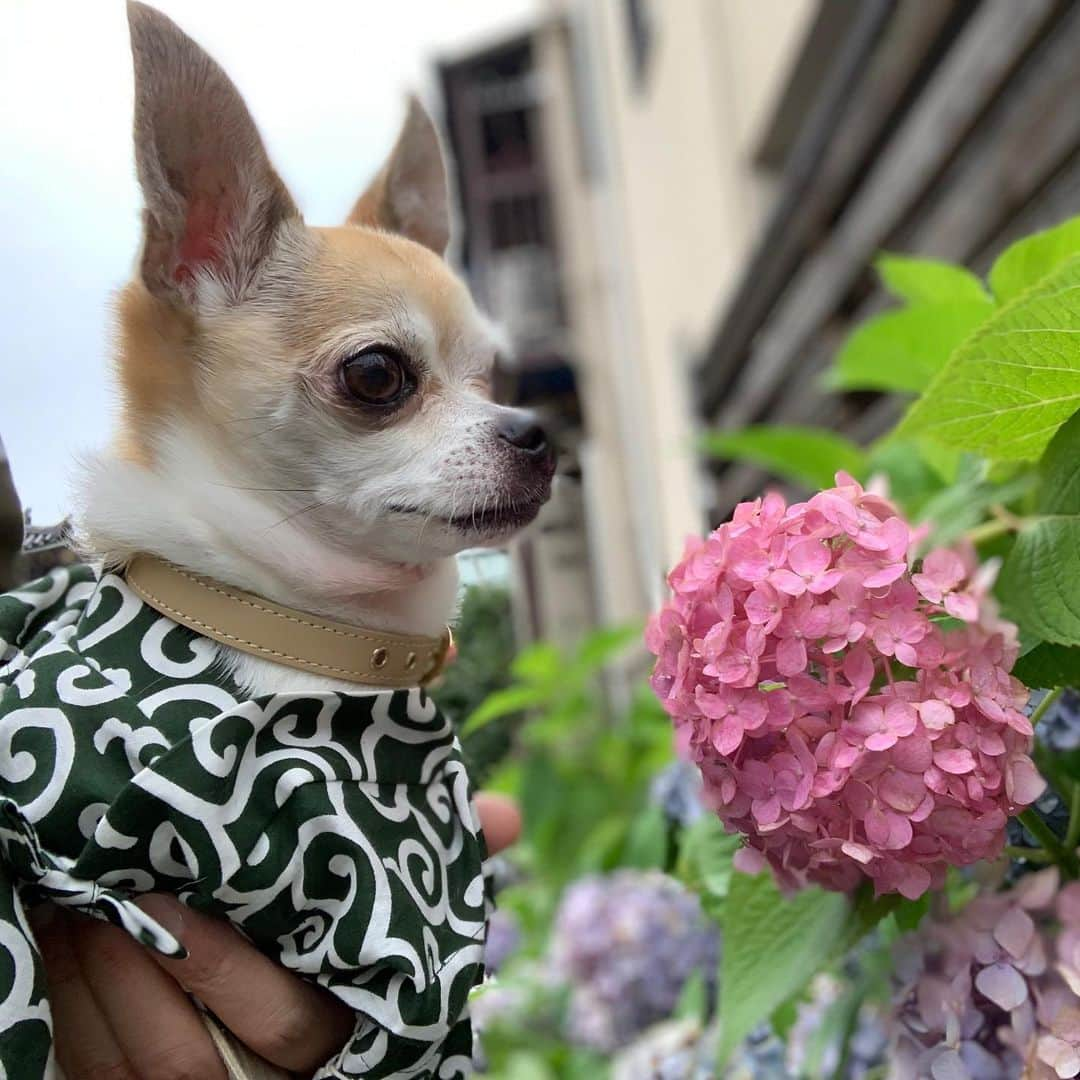 紋次郎さんのインスタグラム写真 - (紋次郎Instagram)「そういや、今年って紫陽花さいた？🤣  #dog#dogstagram#instadog#chihuahua#barkbox#mydogiscutest#buzzfeed#dog_features#fluffypack#barkpack#dogsofinstaworld#dogsofinstagram#犬#チワワ#手作り#handmade#着物#fashion#紋次郎一家#チーム茶#ふわもこ部#igersjp#peco犬部#dogsofinstagram#dogfashion」7月11日 19時41分 - montjiro