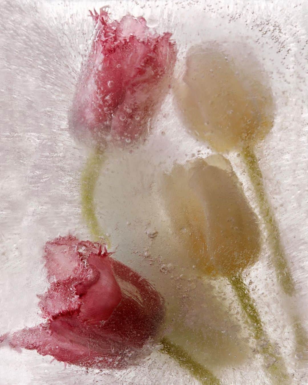ナルシソロドリゲスさんのインスタグラム写真 - (ナルシソロドリゲスInstagram)「for her fleur musc: an exquisite bouquet of pink flowers and musc. #forher #fleurmusc #narcisorodriguezparfums #parfum #fragrance」7月11日 20時03分 - narciso_rodriguez