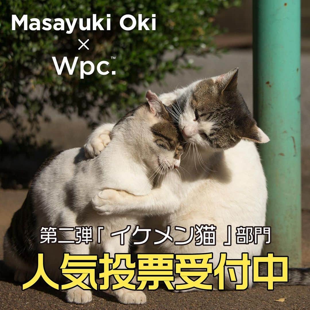 Masayukiさんのインスタグラム写真 - (MasayukiInstagram)「昨日の 「ぶさにゃん先輩。」 部門の たくさんのご投票ありがとうございます。 予想以上のレスポンスで うれしくってぼくは小躍りしておりますw 引き続き 本日・明日と投票イベントございますので 引き続きお楽しみくださいませ。  Masayuki Oki×Wpc.™コラボ 猫のビニール傘＆エコバッグ 人気投票受付中  第二回惚れるなよぉ~「イケメン猫」部門  7月17日23:59迄  私が猫だったら絶対好きになっちゃう！ 4枚の写真の中から、一番かわいいと思う「イケメン猫」 のナンバーをコメント欄に記載して、投票に参加してね！  １位の #イケメン猫 も写真も傘とエコバックに登場します。  ご投票 お待ちしております！  #wpcコラボ」7月11日 11時24分 - okirakuoki