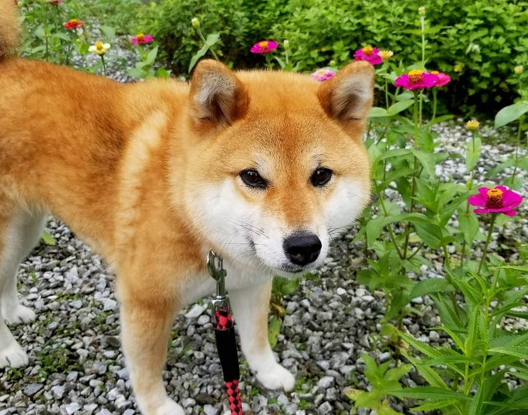 柴犬たま Shibainu Tamaのインスタグラム