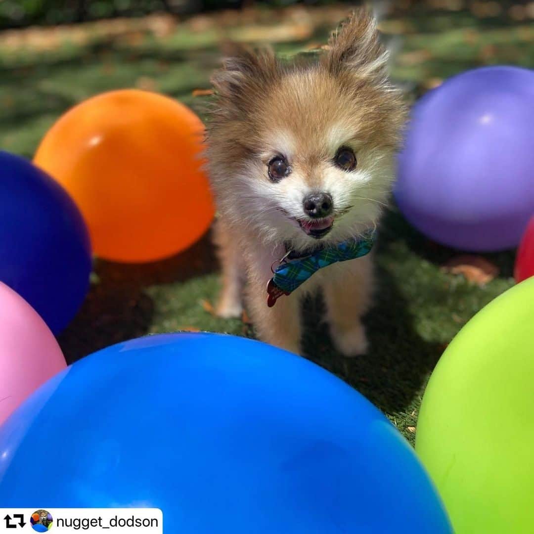 メジャー・ドッドソンのインスタグラム：「Welcome Nugget to the Dodson family!  He is our new- 13 year old rescue pup!  He has his own Instagram @nugget_dodson if you would like to follow him!! ❤️❤️」