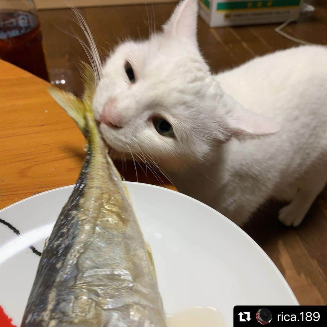 ねこのインスタグラム