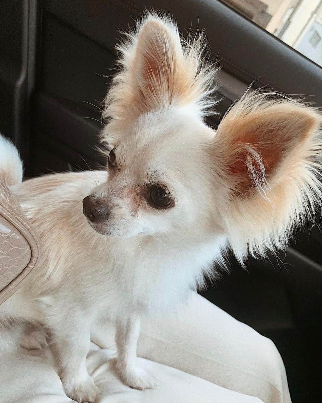 のインスタグラム：「. 一緒にお出掛け🐶🐾 私の膝上にずっと座ってる💞 #🐶」