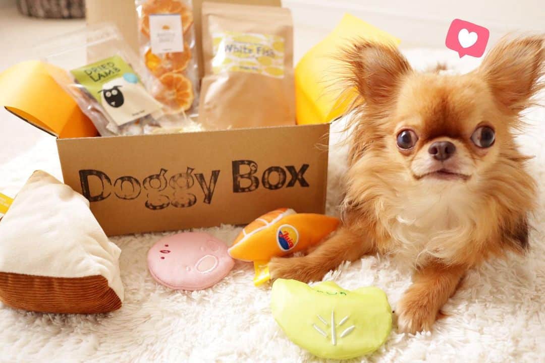 kayoのインスタグラム：「* * * ボクの大好きな ドギーボックスの7月号が届いたよ🎁✨ * * 今月のテーマは Happy morning☀️🍳 * * ✨サンドイッチとオレンジのおもちゃ ✨白身魚のキューブ ✨ラムの干し肉 ✨パリパリみかん * * 早速おもちゃで遊ぶ くりお☺️ サンドイッチのレタスとみかんの皮がパリパリするのがお気に入りのようです🤩💕 * * kulio💗🎁 * * #doggybox #ドギーボックス #ドギボ #小型犬用 #安心おやつ #犬のいる暮らし * #chihuahua#chihuahualove#dogstgram#dog#instadog#チワワ#チワワ大好き * *」