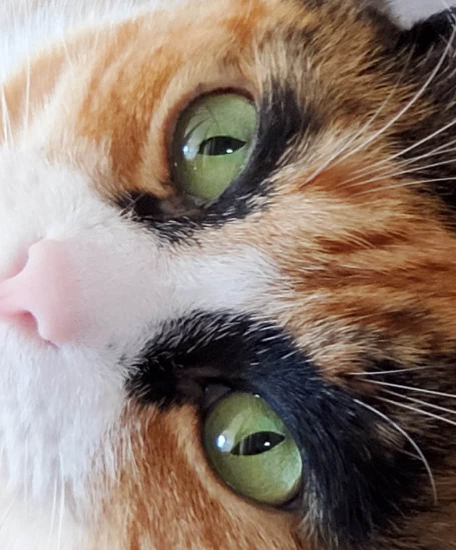 リリーのインスタグラム：「👀💚  . . . . . . #lillycrazyeyes #catsofinstagram #9gag #calico #instacat #meowstagram #meow #meowdel #instacalico #calico #friyay #friday #vacation #crazyeyes #eyes #crazyeyes #green」