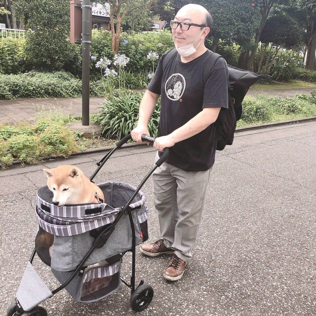 名倉右喬さんのインスタグラム写真 - (名倉右喬Instagram)「愛犬しばたくん、 遠くへのお出かけ用に カートデビューしました。 本人は「年寄り扱いしないでっ」 と言っていますが、 いやいや、 赤ちゃん扱いですので。  還暦って、そういう事だしねっ。  #柴犬」7月11日 13時27分 - ukyo.nagura