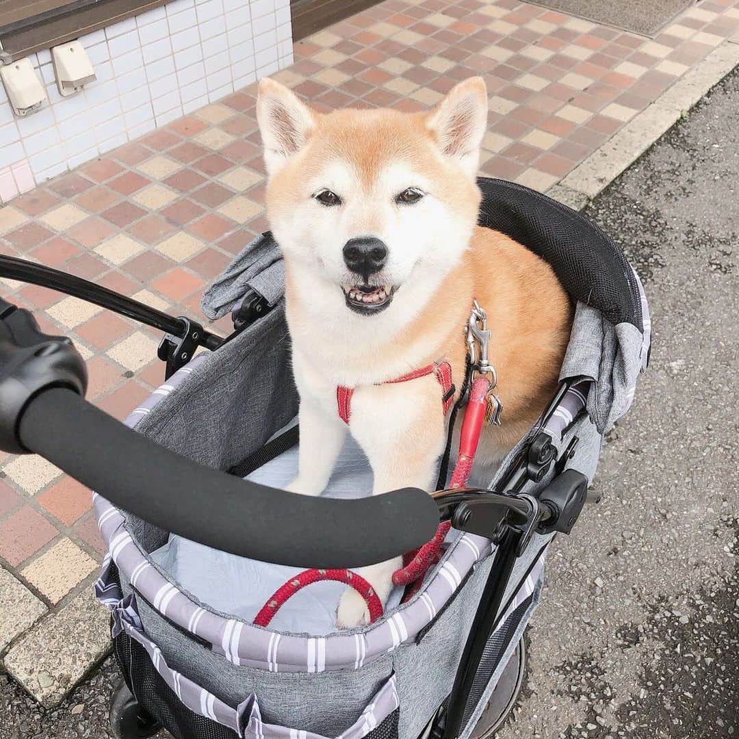 名倉右喬さんのインスタグラム写真 - (名倉右喬Instagram)「愛犬しばたくん、 遠くへのお出かけ用に カートデビューしました。 本人は「年寄り扱いしないでっ」 と言っていますが、 いやいや、 赤ちゃん扱いですので。  還暦って、そういう事だしねっ。  #柴犬」7月11日 13時27分 - ukyo.nagura
