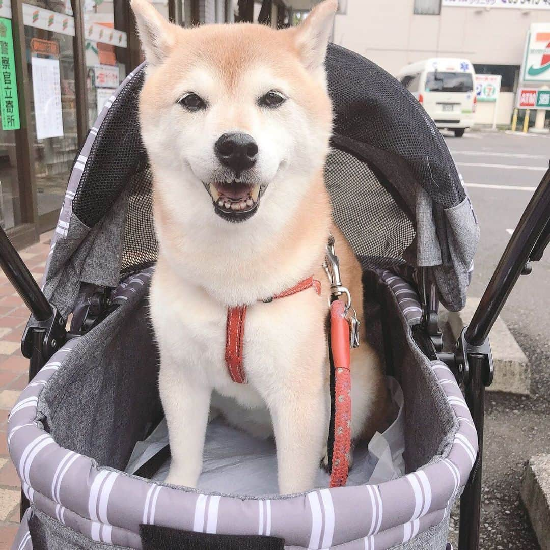 名倉右喬さんのインスタグラム写真 - (名倉右喬Instagram)「愛犬しばたくん、 遠くへのお出かけ用に カートデビューしました。 本人は「年寄り扱いしないでっ」 と言っていますが、 いやいや、 赤ちゃん扱いですので。  還暦って、そういう事だしねっ。  #柴犬」7月11日 13時27分 - ukyo.nagura