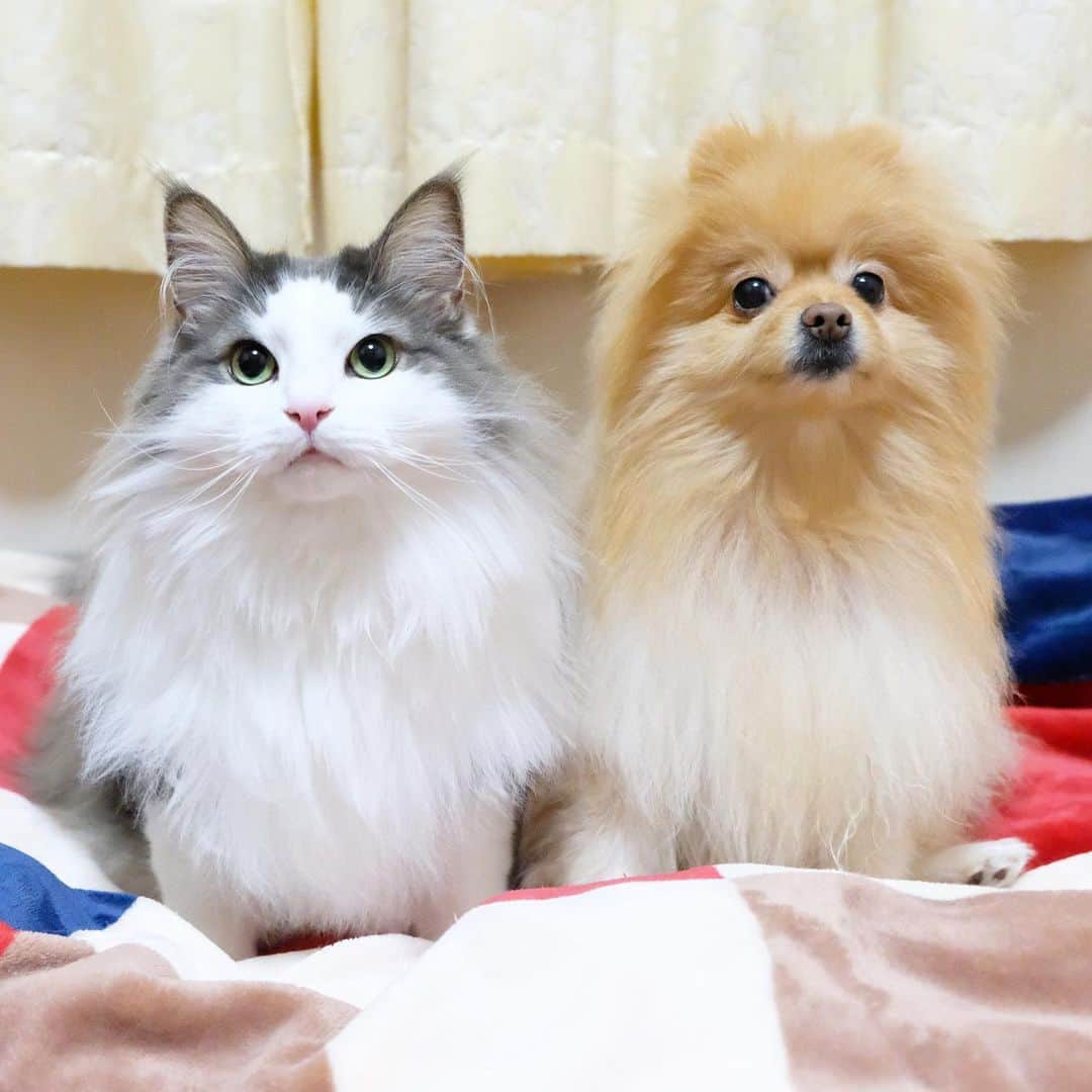 Hanaさんのインスタグラム写真 - (HanaInstagram)「ぽふぇ〜きょうだい🐱🐶 * 童顔きょうだい * * ブログ更新しました♪ http://kedamakyoudai.blog.jp/ #NorwegianForestCat#Pomeranian#japan#catlover#doglover#dogs#cat#Kawaii#fluffy#pom#fluffydog#catsofinstagram#dogsofinstagram#fluffycat#ノルウェージャンフォレストキャット#ポメラニアン#pecoいぬ部#ペコねこ部#犬と猫のいる暮らし#かわいい#cute#cutecat#cutedog#funny#funnydog#funnycat#いぬのきもち#ねこのきもち#ライブドアインスタブロガー」7月11日 13時51分 - mofu2family