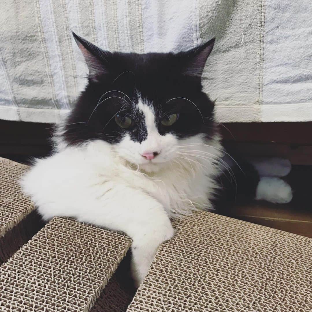 もじゃころのインスタグラム：「た、態度もデカくなってきた…😨   #坂東玉隠しシャシャ丸」