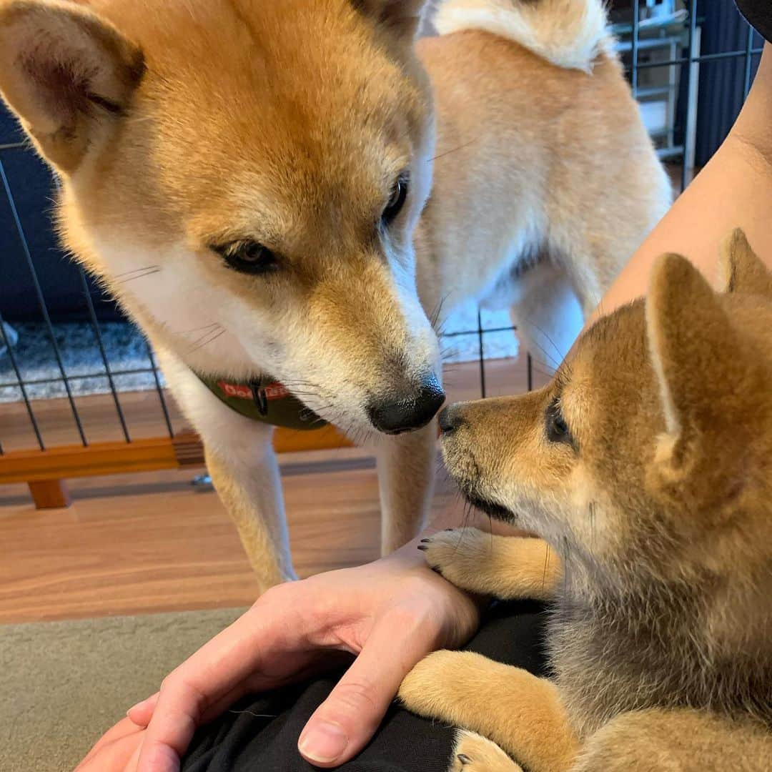 大山加奈さんのインスタグラム写真 - (大山加奈Instagram)「. . はるちゃんとすずちゃん @haru_mameshiba のおうちに 遊びにいかせていただきました🐕💓 . . ぐいぐい積極的なだいずに 引き気味のふたり…笑。 . . だいずのあそぼうアピールが ちょっと強めなので こわくなっちゃったようです💦 . . ということでなかなか遊べず💦 . . 女の子と赤ちゃんには もっと優しくしないと 嫌われちゃうよー💦 . . はじめましてでしたが はるちゃんもすずちゃんも だっこーってきてくれて激かわでしたし パパさんもママさんもとってもステキで とってもとっても癒されました🥰 . . あとははるちゃんすずちゃんと だいずがもっと仲良くなれると 良いのだけど🤔 . . はるちゃんすずちゃん これにこりずまたあそんでね🐕💓 . . #だいず #だいず🐕💓 #豆柴 #豆柴部  #柴犬 #しばいぬ  #犬のいる暮らし#🐶 #🐕#いぬすたぐらむ #ワンスタグラム #しばすたぐらむ #mameshiba#shibainu#shibastagram #柴犬好きさんと繋がりたい #柴犬のいる暮らし #柴犬ライフ」7月11日 14時42分 - kanaoyama0619