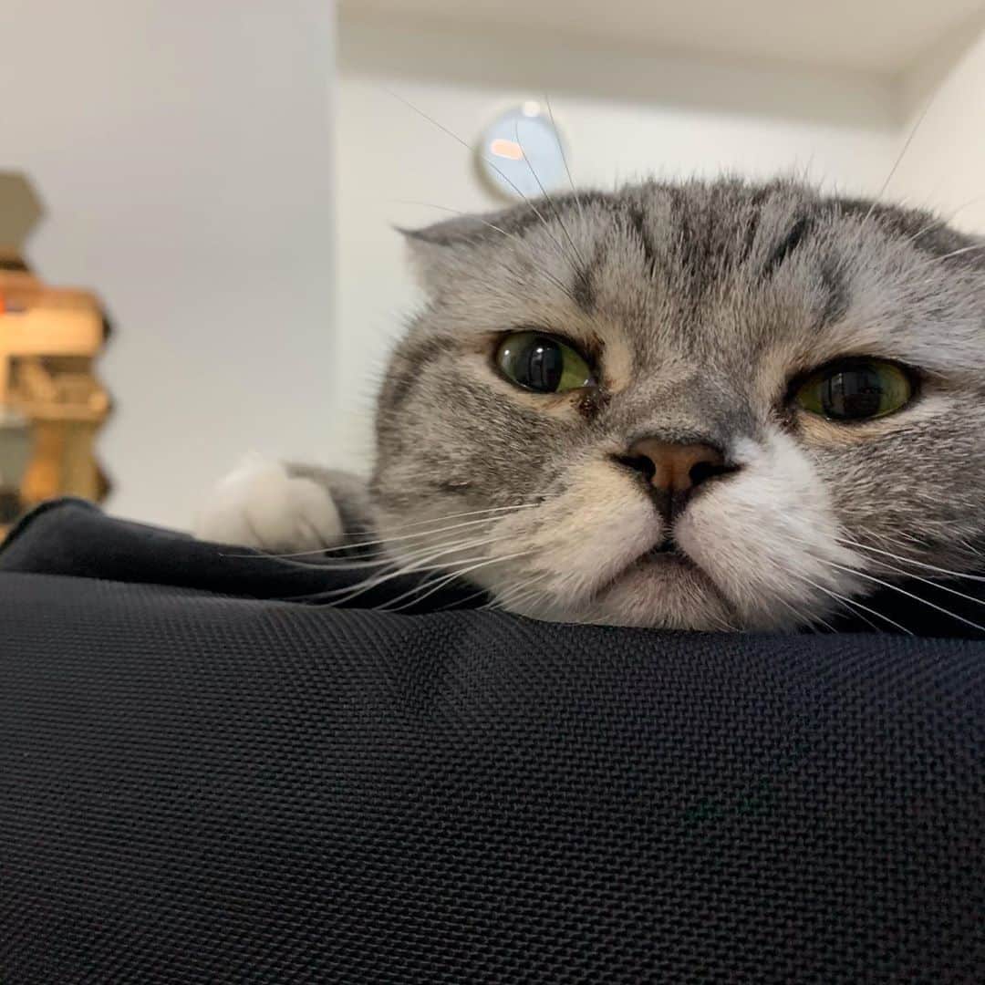 KATSUOのインスタグラム：「ボクもいろいろあるんだ💭 . #cat #catstagram #catsofinstagram #instacat #cutecat #katsuo #人生いろいろ」