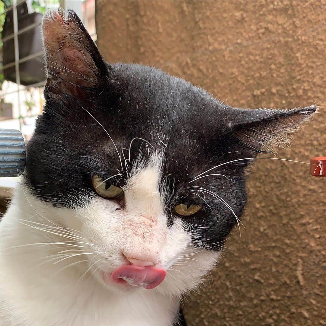 Kachimo Yoshimatsuさんのインスタグラム写真 - (Kachimo YoshimatsuInstagram)「おはようイカスミ！ Good Morning Ikasumi! 今日もご飯いっぱい食べて！ #うちの猫ら #ikasumi #猫 #ねこ #cat #ネコ #catstagram #ネコ部 http://kachimo.exblog.jp」7月11日 15時13分 - kachimo