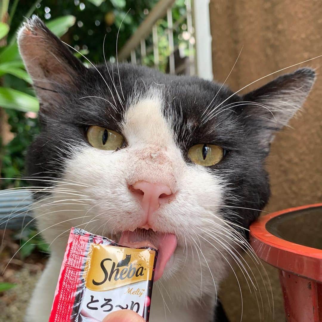 Kachimo Yoshimatsuさんのインスタグラム写真 - (Kachimo YoshimatsuInstagram)「おはようイカスミ！ Good Morning Ikasumi! 今日もご飯いっぱい食べて！ #うちの猫ら #ikasumi #猫 #ねこ #cat #ネコ #catstagram #ネコ部 http://kachimo.exblog.jp」7月11日 15時13分 - kachimo