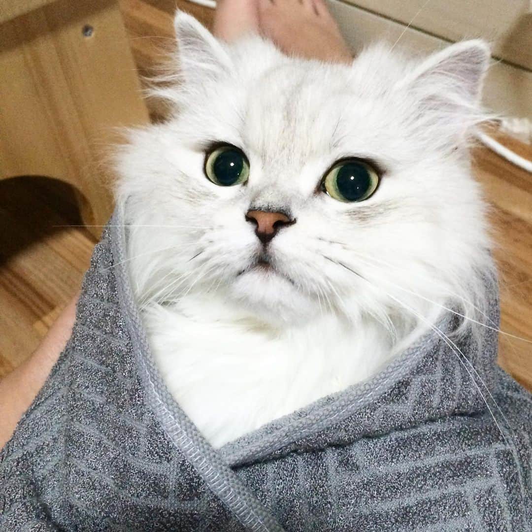 후추네큰언니のインスタグラム：「부리또  . . . . . #후추  #고양이  #냥스타그램 #캣스타그램  #Hoochu #Hoochuthecat #cat #cats #catstagram #catsofinstagram #topcatphoto #bestmeow #ilovecat #cute #fluffy #petstagram #instacats」