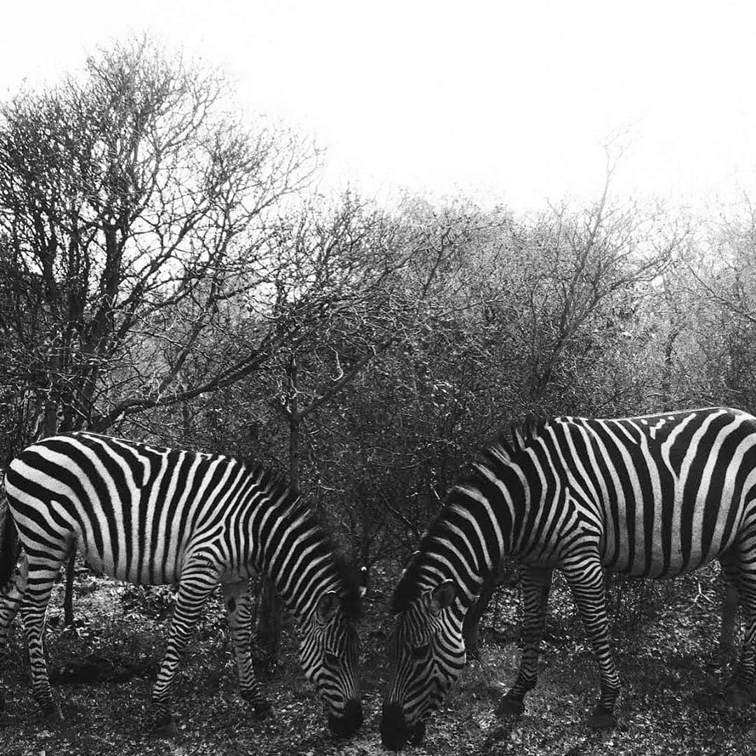 広瀬未花さんのインスタグラム写真 - (広瀬未花Instagram)「2年前に旅サラダのロケで 🇿🇦南アフリカ共和国 🇿🇲ザンビア共和国 🇧🇼ボツワナ共和国 の3ヶ国の南部アフリカを旅したのですが、 只今　amazonプライム( @amazonprimevideo )にて 配信中なんです❤️  過去の旅が色々と視聴頂けるので、 是非ご覧頂けると嬉しいです😆❤️  この写真は、富士フイルムさんとのコラボ写真展でも展示していた ボツワナ共和国の、チョベ国立公園にて出会った野生のシマウマ🦓 お尻が可愛いらしくて、かなり接近して撮った写真です✨ 　  旅には行けないけど、 素敵な思い出がたくさんあるので また少しずつ、旅の思い出の写真あげていこうかな...❤️  CAMERA FUJIFILM XT-20  #旅サラダ #amazonプライム  #配信中 #南部アフリカ #アフリカ共和国 #ボツワナ共和国 #ザンビア共和国 #旅 #海外 #動物 #fujifilm  #fujifilm_xseries」7月11日 16時09分 - micahirose