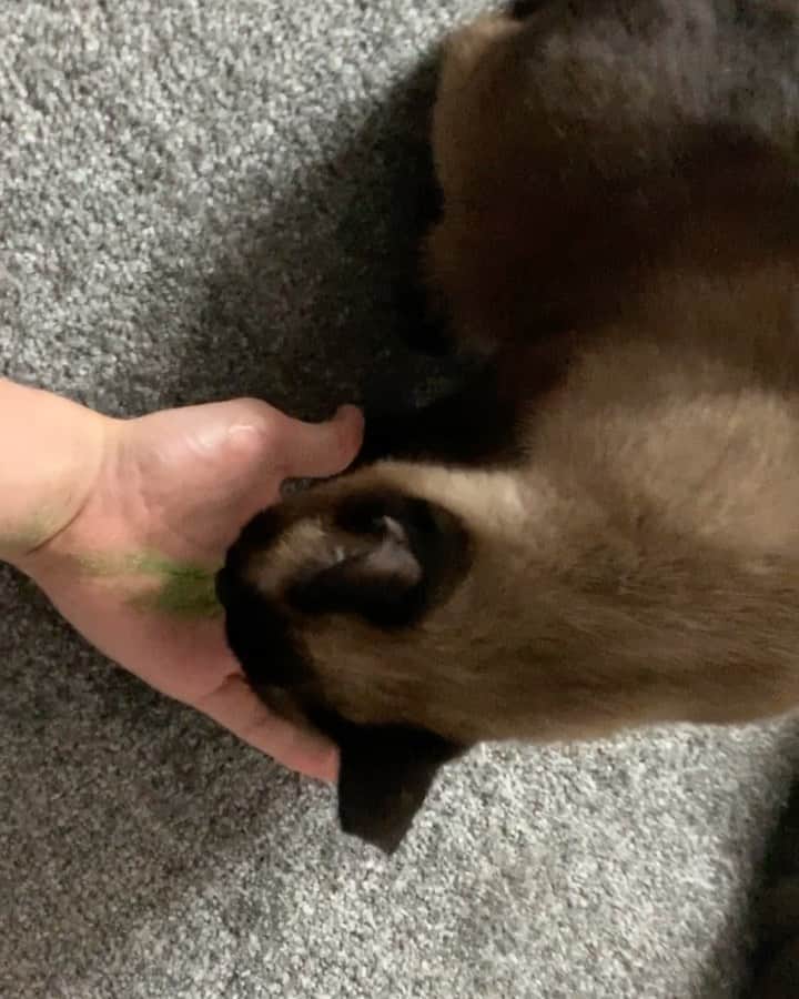 キム・ミンギュのインスタグラム：「캣잎이 그리좋으냐..🤣」